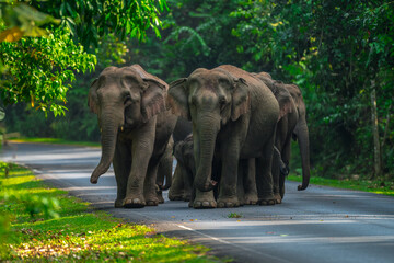 Elephants are large mammals and are the largest land animals. Wild elephants eat plants. They are...