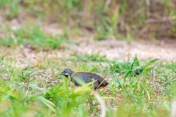 The upper body is reddish brown with scattered yellow-brown stripes. The face and upper breast are reddish-brown mixed with orange. The neck and belly are flesh-brown with brown horizontal stripes.