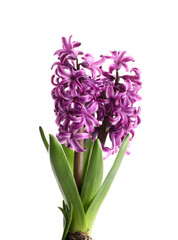 Beautiful purple hyacinth flower with bulb on white background