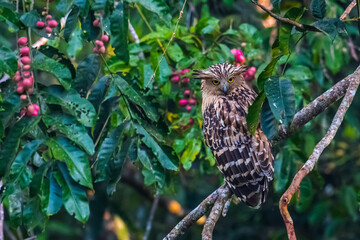 Buffy Fish Owl .The body is orange-brown with long, pointed fur that looks like ears. The eyes are...