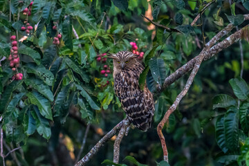 Buffy Fish Owl .The body is orange-brown with long, pointed fur that looks like ears. The eyes are...