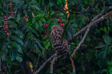 Buffy Fish Owl .The body is orange-brown with long, pointed fur that looks like ears. The eyes are...