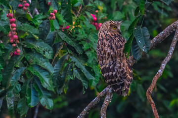 Buffy Fish Owl .The body is orange-brown with long, pointed fur that looks like ears. The eyes are...