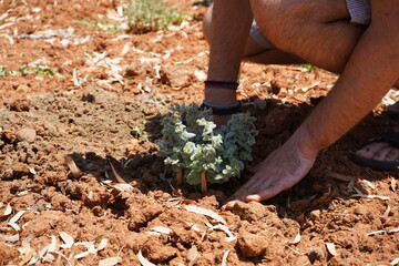A person wearing sandals is kneeling on reddish-brown soil, planting a young  Origanum dictamnus plant or erondas as it is called in Crete. Dry leaves and small twigs are scattered around.