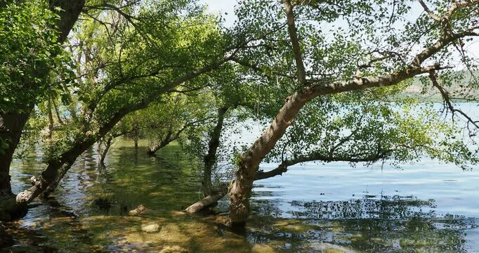 Le lac de Sainte-Croix et ses berges verdoyantes et humides marqu&eacute;es de v&eacute;g&eacute;tation amphibies sur les gr&egrave;ves exond&eacute;es et certain arbres les pieds dans l'eau 