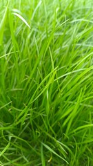 Abstract natural backgrounds with green grass and beauty bokeh