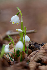 Märzenbecher, Frühlings-Knotenblume, Leucojum vernum