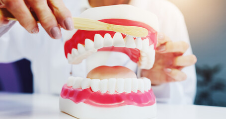 Hands, person and dentist with mold for brushing teeth as demonstration, oral hygiene and education. Woman, props and structure for dental training, gum health and procedure with solution for cavity