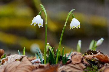 Märzenbecher, Frühlings-Knotenblume, Leucojum vernum
