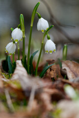 Märzenbecher, Frühlings-Knotenblume, Leucojum vernum