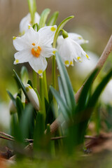 Märzenbecher, Frühlings-Knotenblume, Leucojum vernum