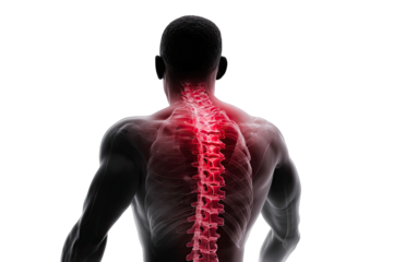 Back Pain Anatomy Visualization