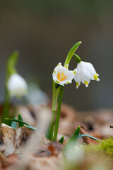 Märzenbecher, Frühlings-Knotenblume, Leucojum vernum