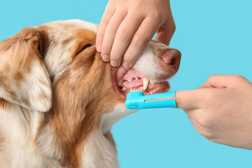 Owner brushing teeth of cute Australian Shepherd dog on blue background