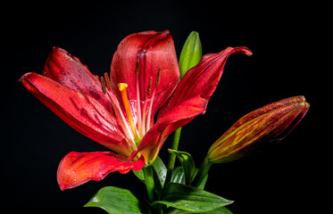 Fototapeta premium Dramatic Red Lily with Buds on a Deep Black Background
