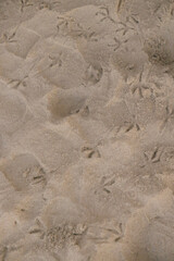 Sandy beach with a bird's footprint in the sand. Concept of calm and tranquility, as the footprints are small and scattered, blending in with the sand.