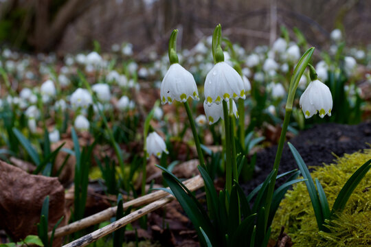 M&auml;rzenbecher, Fr&uuml;hlings-Knotenblume, Leucojum vernum