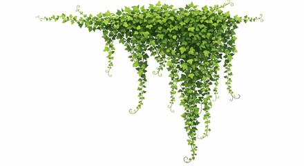 Fototapeta premium Lush Green Ivy Vines Hanging Decoration Nature Plant