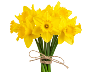 Rustic Bouquet of Daffodils Tied with Twine, isolated on a transparent background