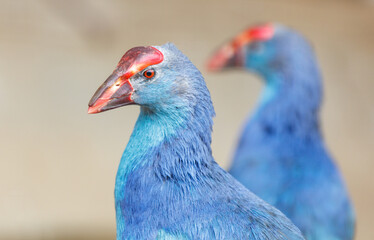 Two blue birds with red beaks and red eyes