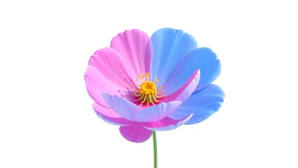 Fototapeta premium Two toned flower pink and blue petals blossom