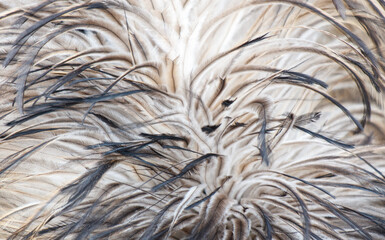 The feathers of a bird are shown in a close up