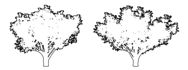 Set or collection of Common Hawthorn trees as a black line drawing silhouette on white background. Concept or conceptual vector for nature, planet, ecology conservation, strength, endurance and  beaut