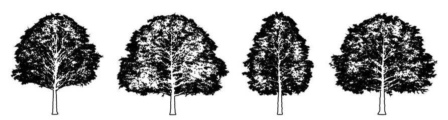 Set or collection of Cherrybark Oak trees as a black line drawing silhouette on white background. Concept or conceptual vector for nature, planet, ecology conservation, strength, endurance and  beauty