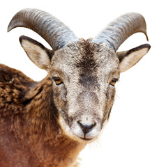 A goat with horns is staring at the camera