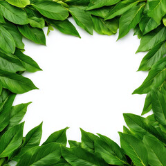 Fototapeta premium Fresh Green Leaves Frame - Nature's Artistic Border , white background cut out PNG