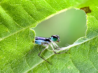 Close up of Flies perched on animal feces