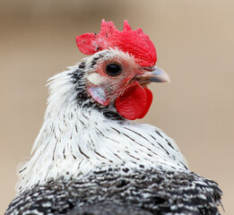 A chicken with a red beak and a white face