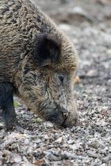  Wildschwein, Sus scrofa,