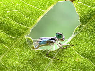 Close up of damselflies in the leaves