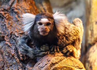 A monkey with a white face and black hair is sitting on a rock