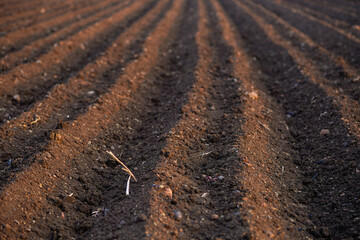 close up of empty agricultural field