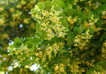 A tree with yellow flowers is in full bloom