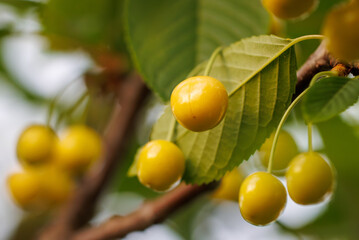 A bunch of yellow cherries hanging from a tree