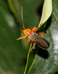 A brown and orange bug is sitting on a leaf