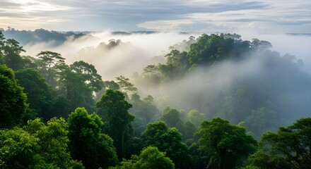 ush green rainforest canopy with misty morning fog