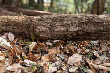 落ち葉が広がる森の中	