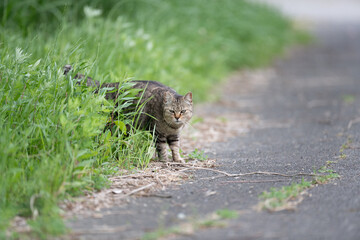 茂みから出てくる可愛い野良猫	