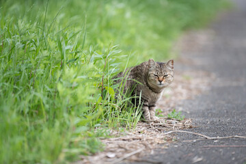 茂みから出てくる可愛い野良猫	