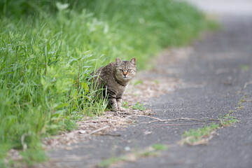茂みから出てくる可愛い野良猫	