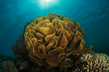 The rays of the evening sun fall on the round coral reef.