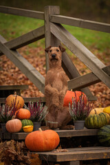 Irish terrier red dog with pumpkins harvest in the park