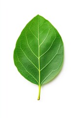 Obraz premium Green leaf isolated on white background