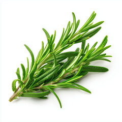 Fototapeta premium Closeup of Fresh Rosemary Sprig , white background cut out PNG