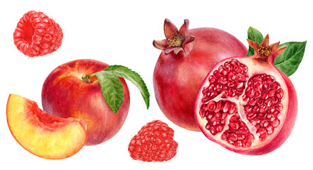 Watercolor Realistic Pomegranate, Nectarine and Raspberry Illustration