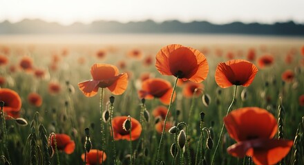 Obraz premium Poppy Field at Sunrise